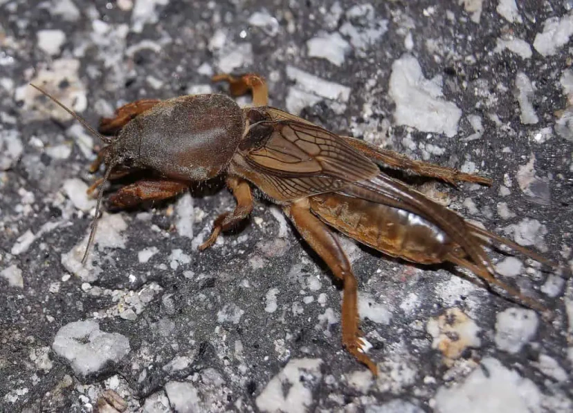 Alacrán cebollero o Grillotopo
