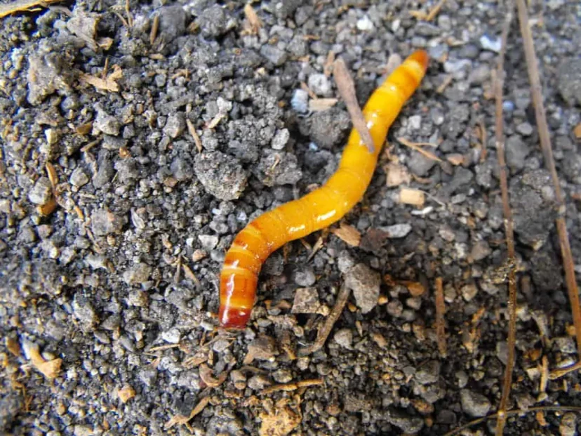 Gusanos de alambre