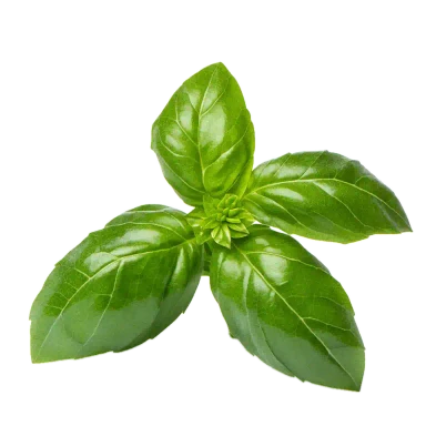 Albahaca