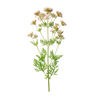 Comino