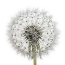 Diente de León