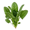Espinaca