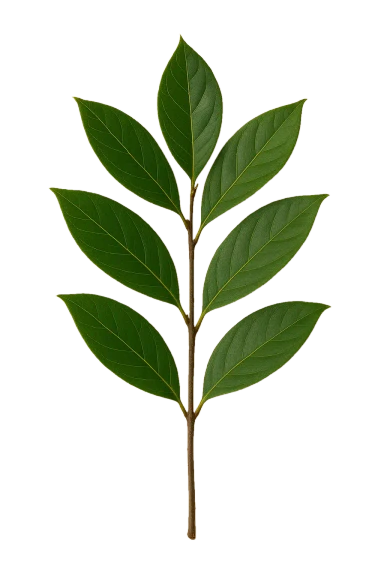 Laurel
