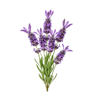 Lavanda