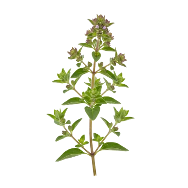 Mejorana