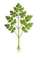 Perifollo
