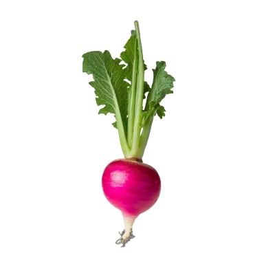 Rábano
