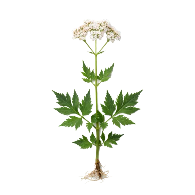 Valeriana