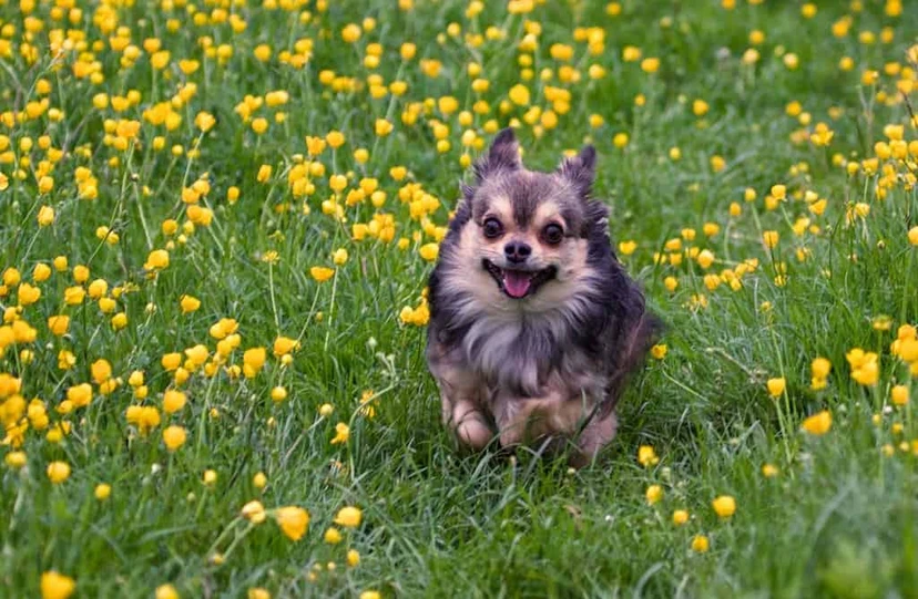 Plantas tóxicas para nuestras mascotas