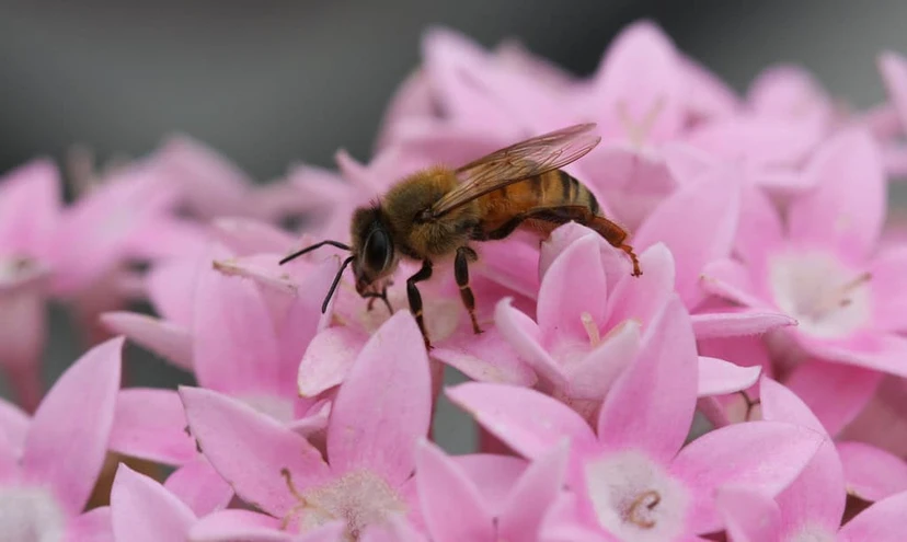 Las abejas en el huerto