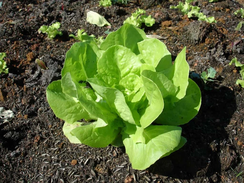 9 Plantas de cosecha rápida