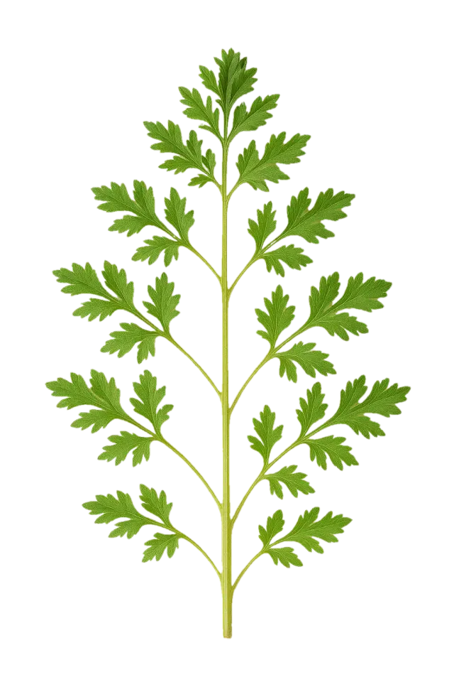 Ajenjo