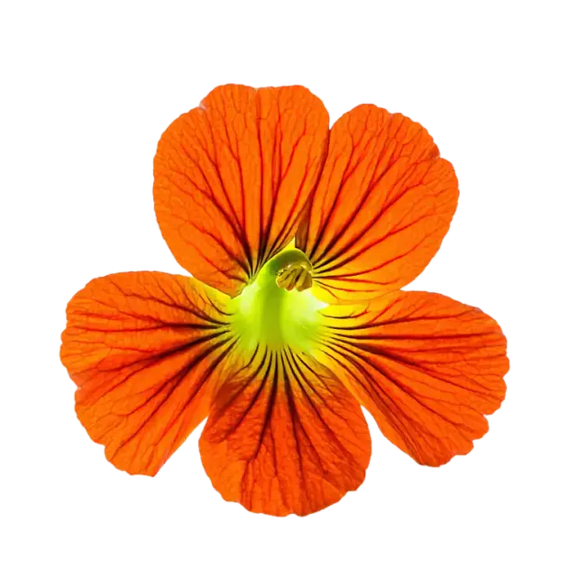 Capuchina