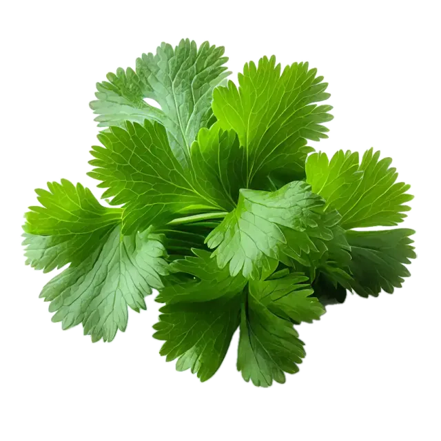 Cilantro