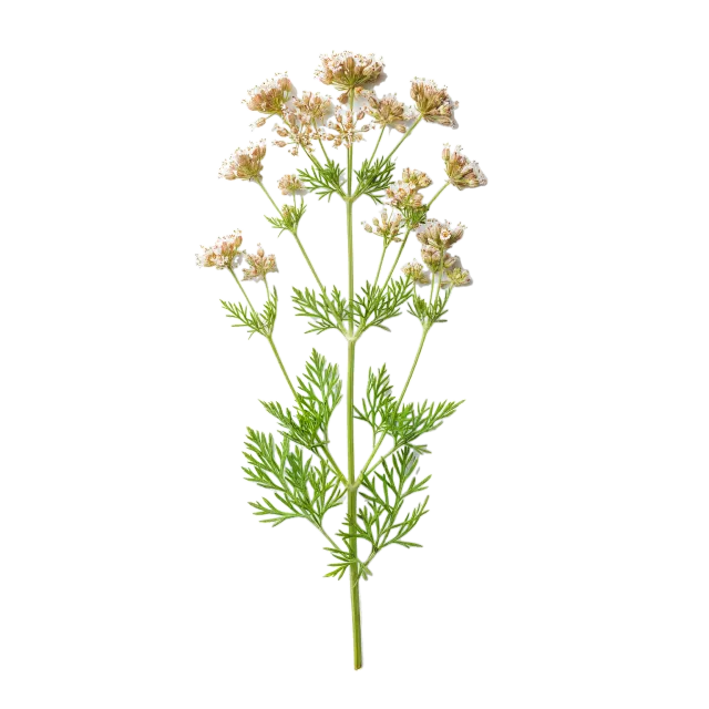 Comino