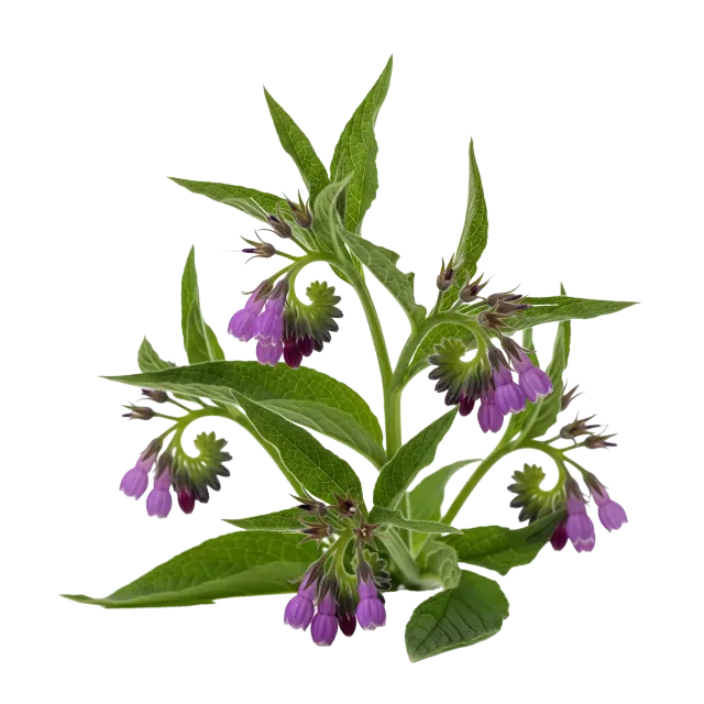 Consuelda