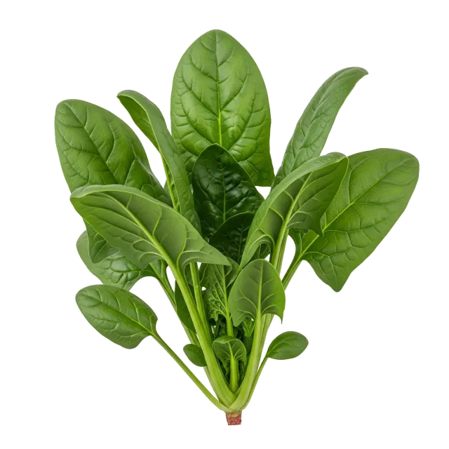 Espinaca