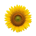 Girasol