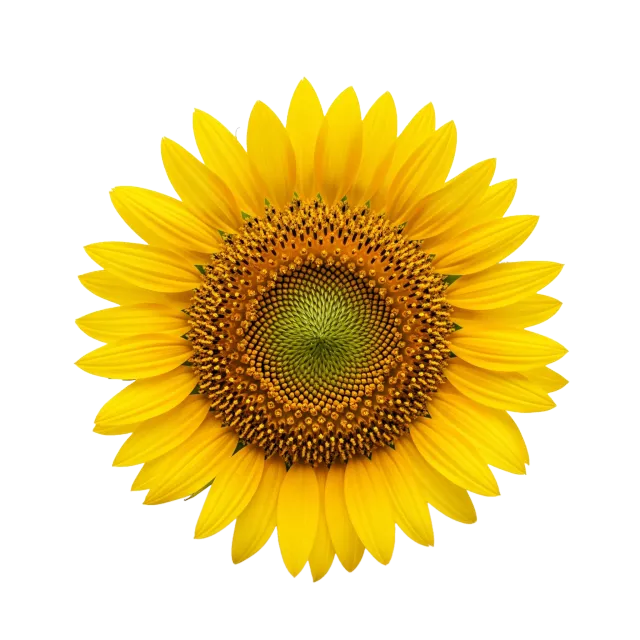 Girasol
