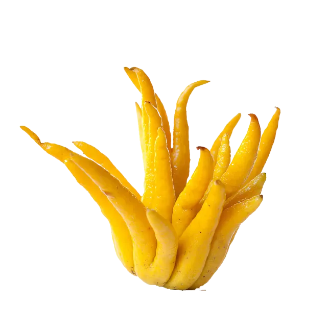 Mano de Buda