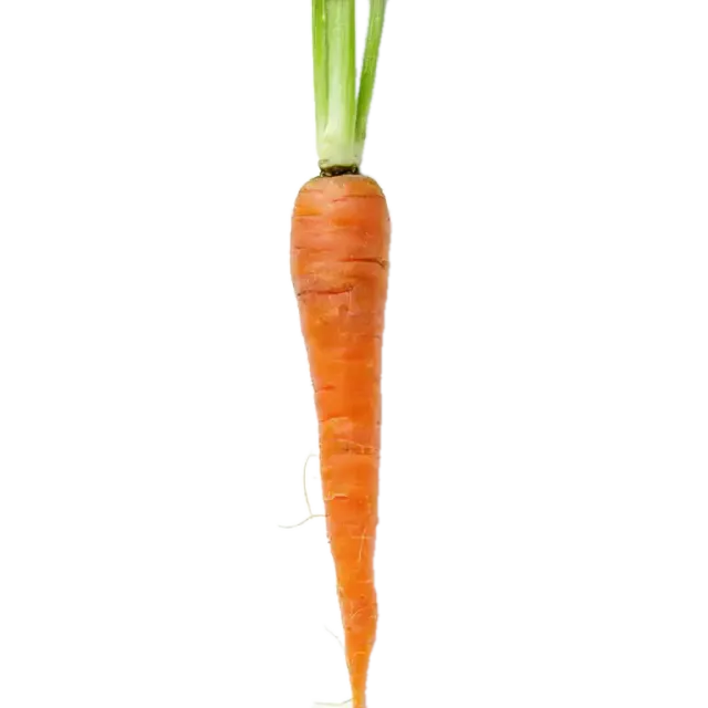 Zanahoria